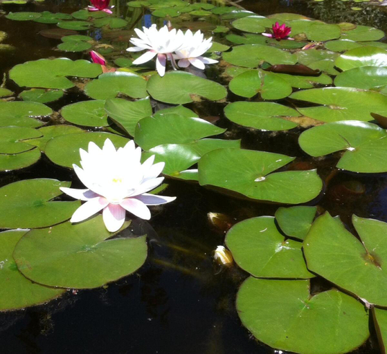 Others 3, Le lotus zen, Gros-de-Vaud