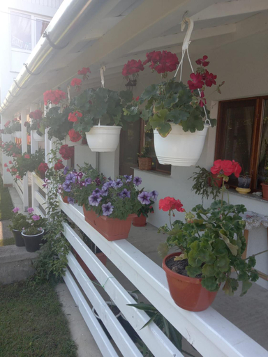 Others 4, CAZARE TURISM PRISLOP, Hateg
