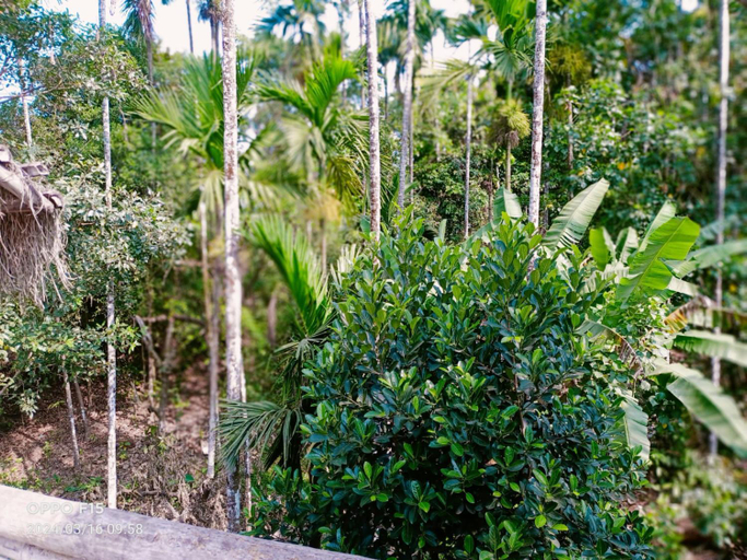 Others 3, Streaming Valley Independent Coffee Estate Stay, Kodagu