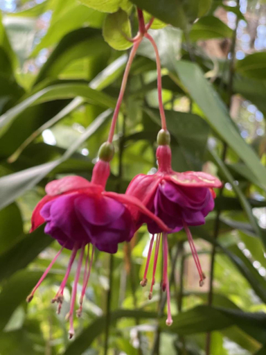 Others 3, Tambaridge Bed & Breakfast, Tamborine Mountain