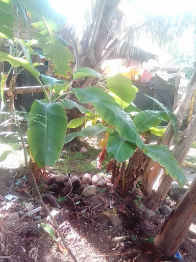 Others 4, Thomasz House, Habaraduwa