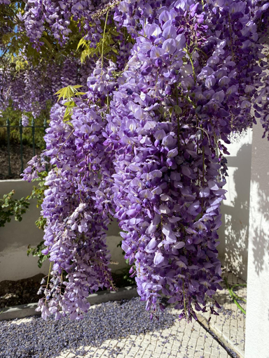 Others 3, Lilases Boutique House & Garden, Mora