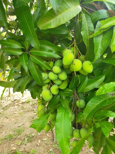 Others 5, VILLA D' KEBUN WITH FREE FRUITS, Alor Gajah