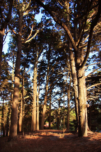 Others 5, La Cascada, Pinamar
