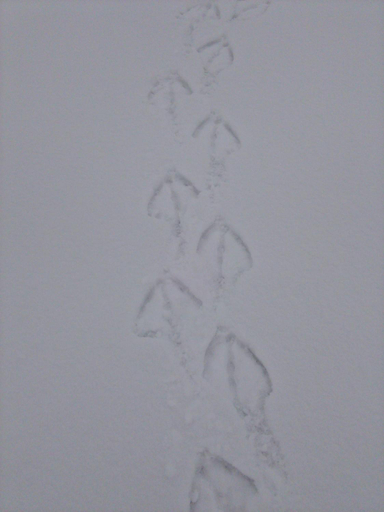 Others 2, Lomakoivulehto, Central Finland