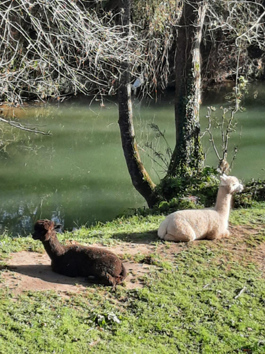 Others 2, Posada PetFriendly El Molino de Cantabria - Hotel Rural B&B -, Cantabria