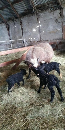 Others 4, Rauðuskriður farm, Austur-Landeyjahreppur