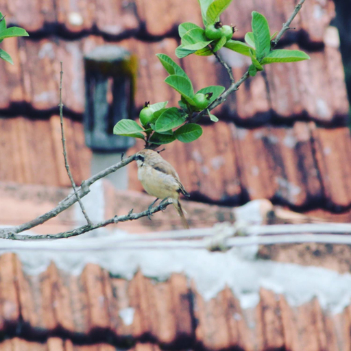 4, Guddadamane Homestay, Chikmagalur