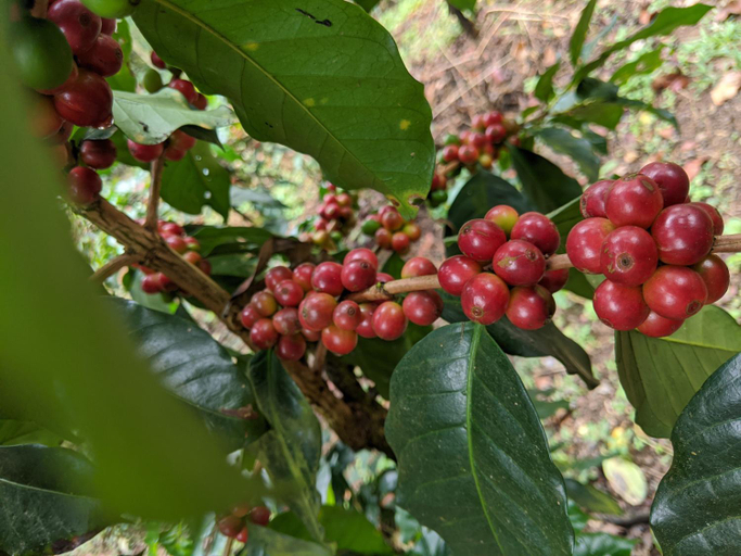 Surrounding environment 2, Guddadamane Homestay, Chikmagalur