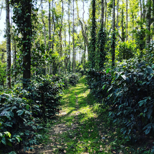 Surrounding environment 3, Guddadamane Homestay, Chikmagalur