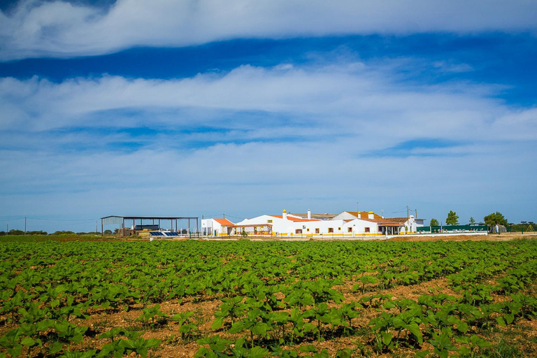 Others 3, Agro-Turismo do ROXO, Beja