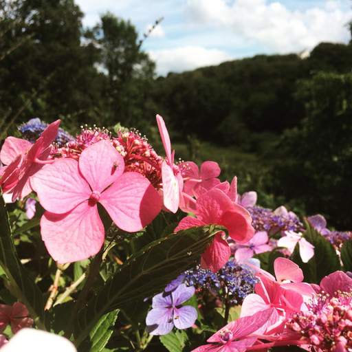 View 5, Churchwood Valley, Devon