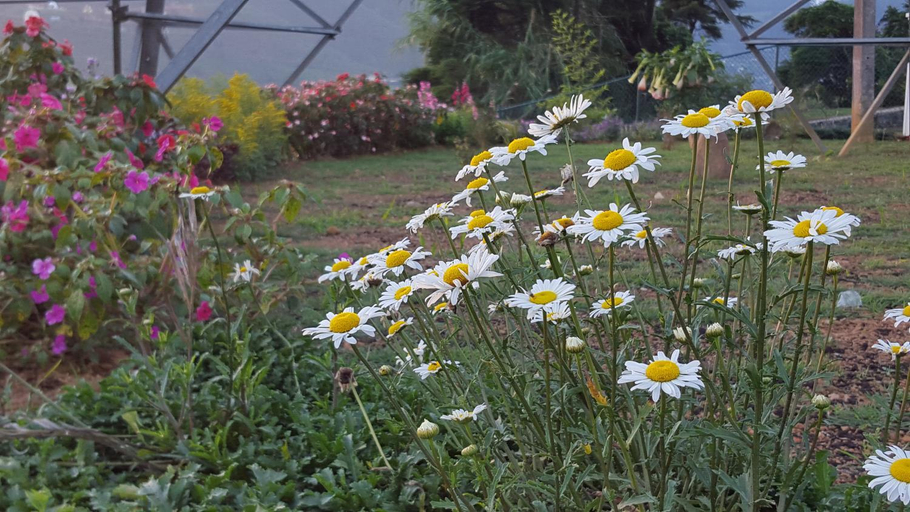 Others 5, Thuring's Holiday Bungalow, Nuwara Eliya