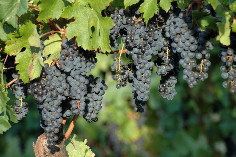 Food & Drinks 5, Casali del Picchio - Winery, Udine