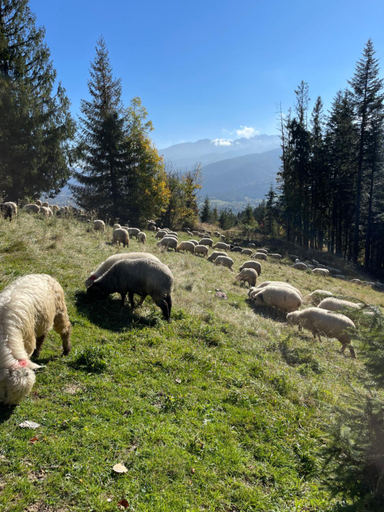 Others 5, Goralskie domki pod gontem na Polanie Pajakowka, Tatra