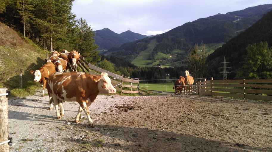 4, Saumerhof, Liezen