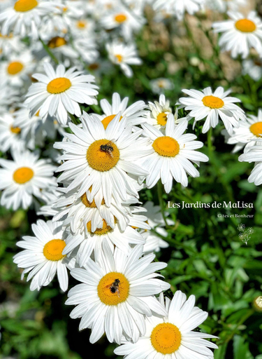 Others 3, Les Jardins de MaLisa - Adulte Only -, Orne