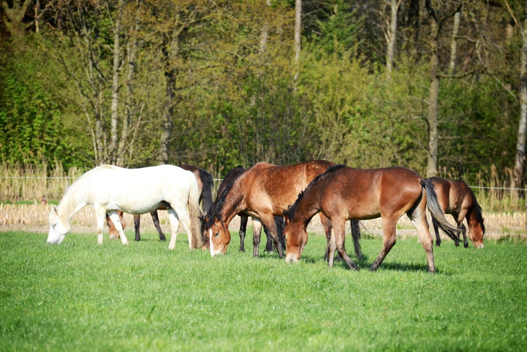 Horseback riding 4, Filippus Vakantiehoeve, Oost-Vlaanderen