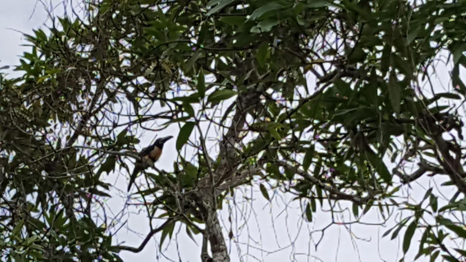 Others 4, Nature Resort