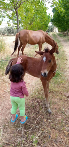 Others 3, Le Chene d´Azrou, Ifrane