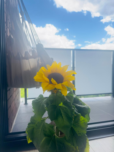 Exterior & Views, Wandering a private room with shared bathroom, Sydney