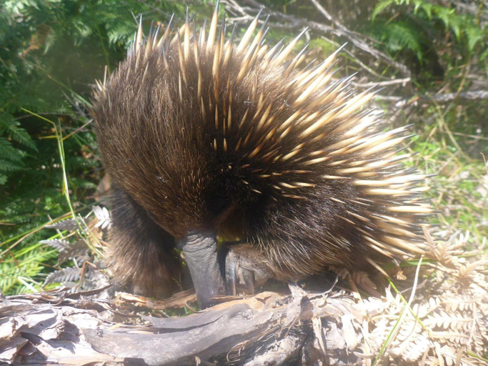 Others 2, Great Ocean Road Wellness and Nature Stay, Colac-Otway - South