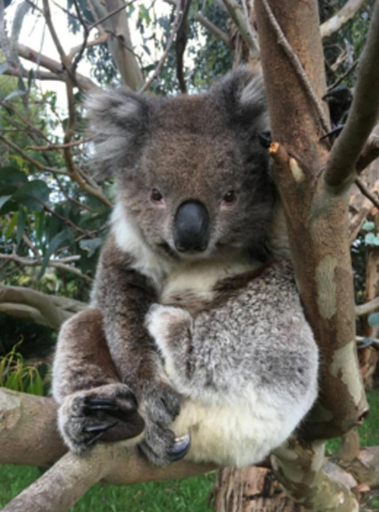 Others 3, Great Ocean Road Wellness and Nature Stay, Colac-Otway - South