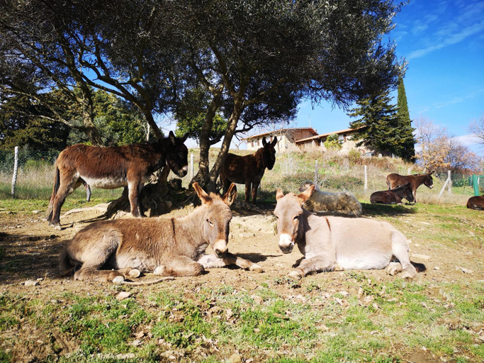 Others 4, Il canto dell'asino, Perugia