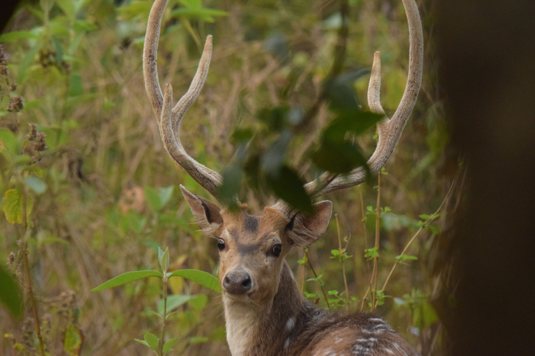 Others 4, The Corbett Rajae Homestay, Garhwal