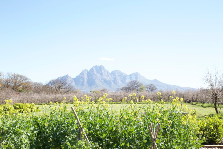 Others 5, La Chataigne Wines & Guest Cottages, Cape Winelands