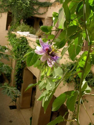 Others 5, Dar Zahia, Taroudannt