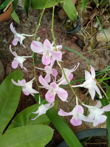 Others 4, Khum Thong Resort, Takua Pa