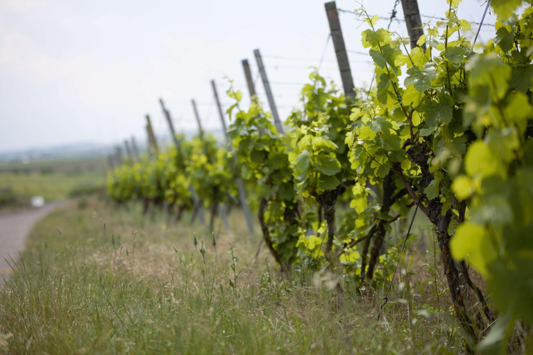 Others 3, Weingut Schilling, Kitzingen