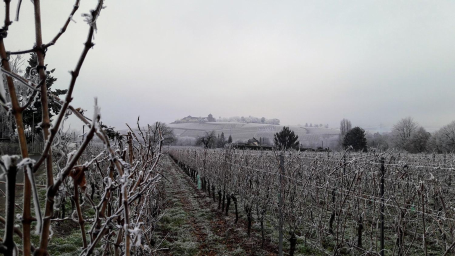 Exterior & Views 4, Rheingauzeit, Rheingau-Taunus-Kreis