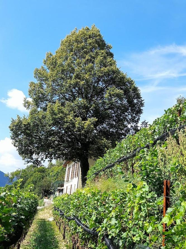 Others 3, Cascina Teresina, Como