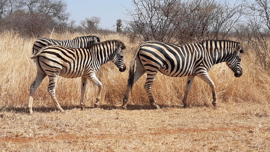 Others 4, Sondela Nature Reserve & Spa Makhato Lodges, Waterberg