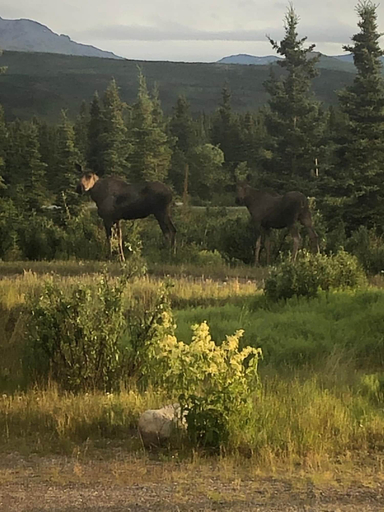 Others 4, Denali Park Hotel, Denali