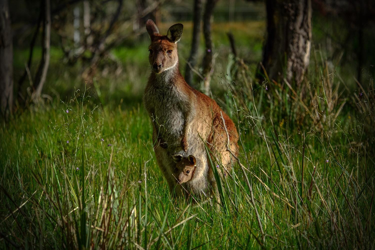 Food & Drinks 5, Lake Fyans Holiday Park Resort, N. Grampians - Stawell