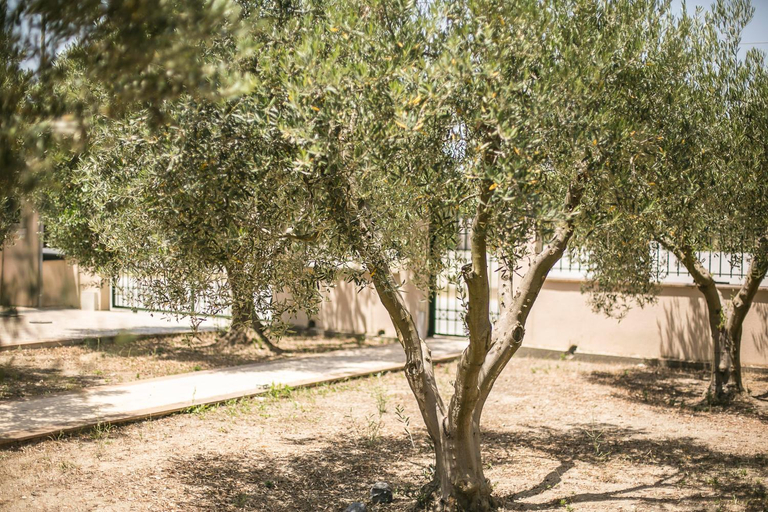 Others 5, Olive Tree Apartments, Central Macedonia
