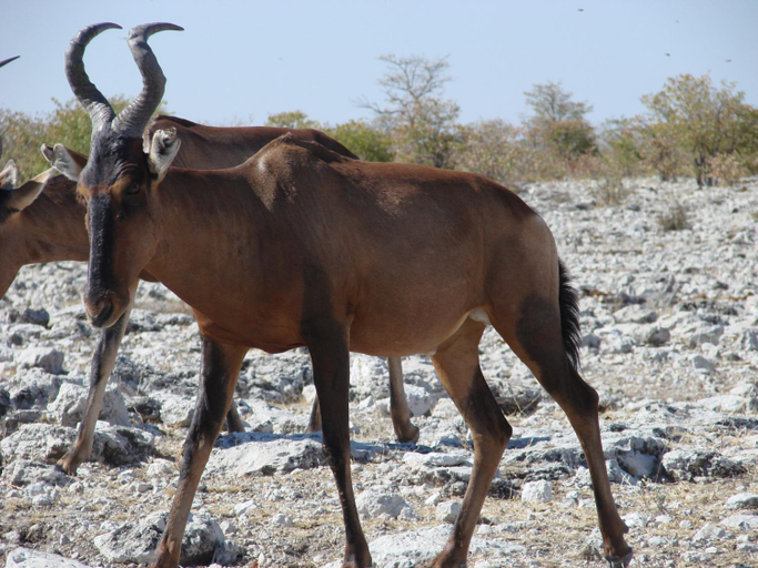 Others 3, Onduri Lodge, Kamanjab