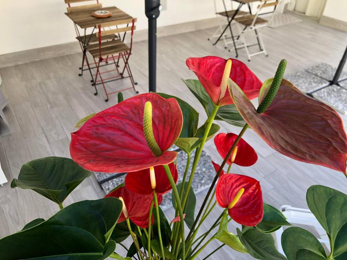 Others 3, Nonna Fifina - Accogliente B&B con Parcheggio Privato e Colazione Interna, Bari