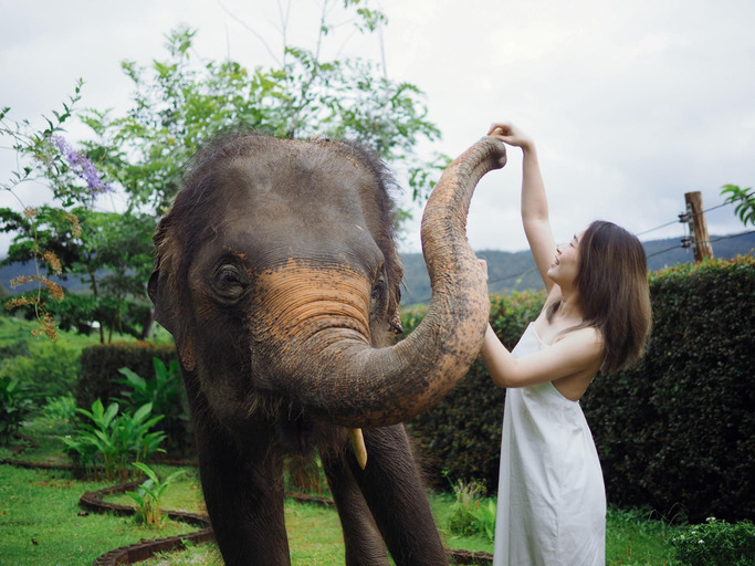 Others 2, Maewang jinxiang Gold elephant park , Mae Wang