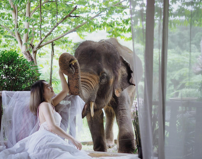 Others 1, Maewang jinxiang Gold elephant park , Mae Wang