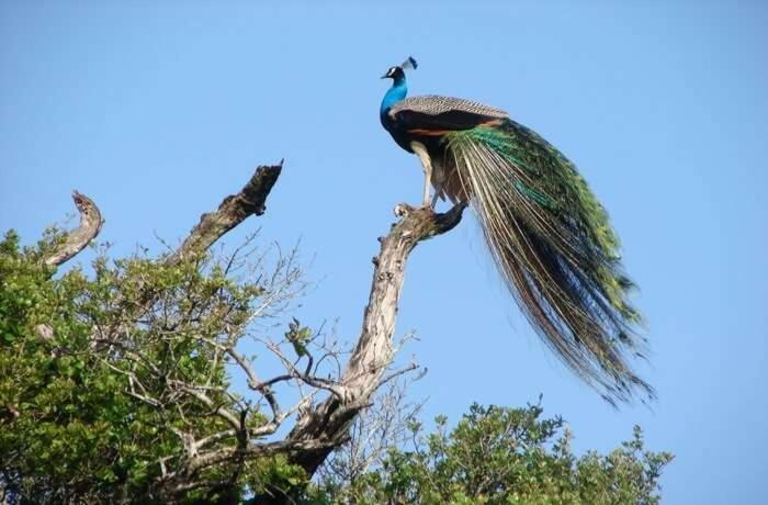 Others 3, Peacock Riverside Eco Lodge, Sevanagala