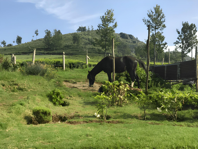 Others 3, Planters Punch, The Nilgiris
