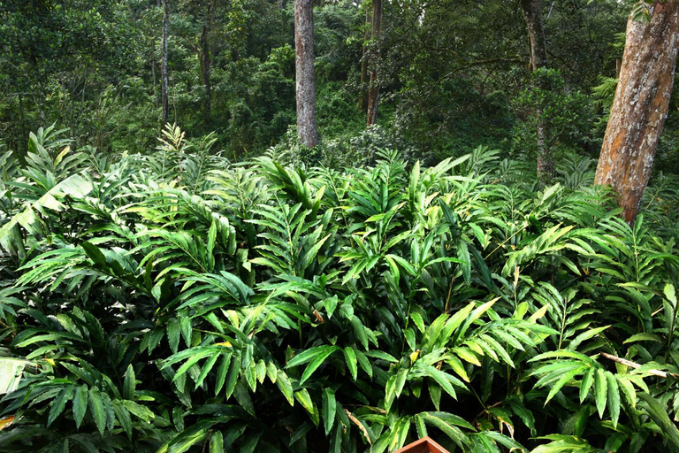 Others 4, Green Shades, Idukki
