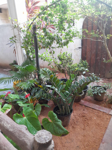 Others 5, Ceylon Casa, Hikkaduwa