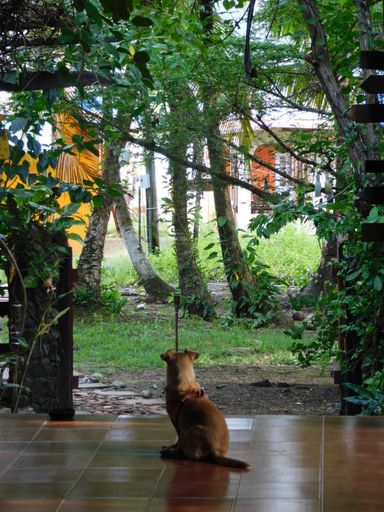 Others 5, Macondo Hostel, Portobelo