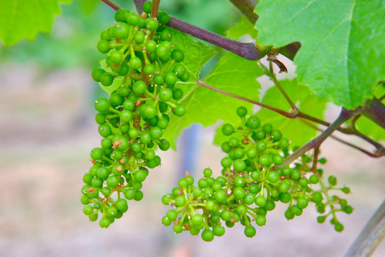 Others 4, Weingut Bastian, Bernkastel-Wittlich