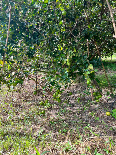 Others 3, Phow Homestay, Phayuha Khiri